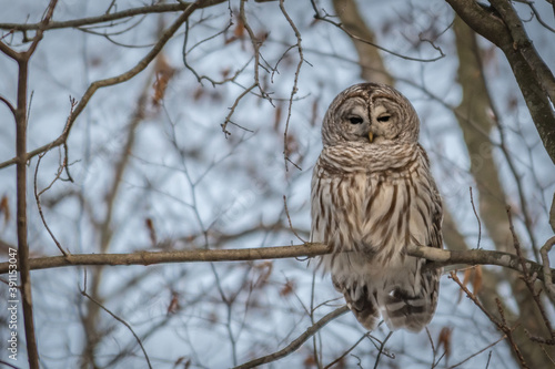 Barred owl perched on a branch in winter landscape