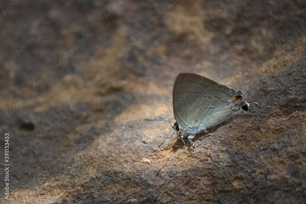 Fototapeta premium butterfly on a rock