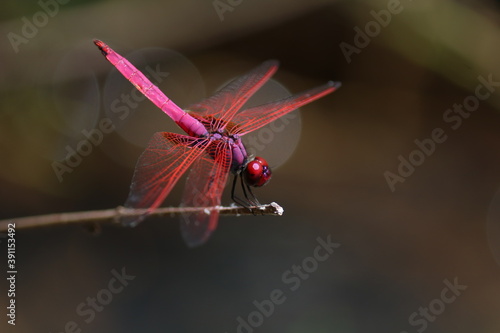 dragonfly on a branch