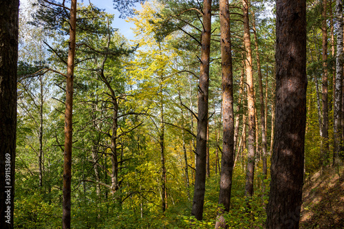 Scenic view of a slope in a forest overgrown with pine trees 