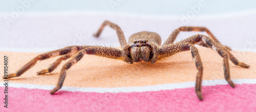 A large brown arachnid commonly known as a Huntsman Spider with a scientific name of Holconia montana. photo