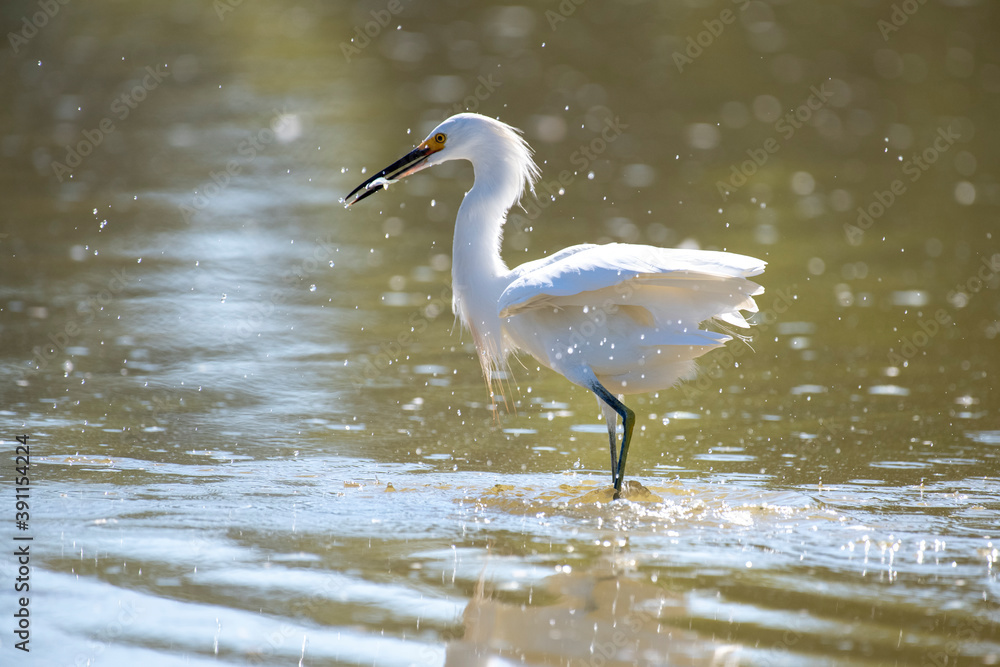 Snowy Egret Snowy Egret