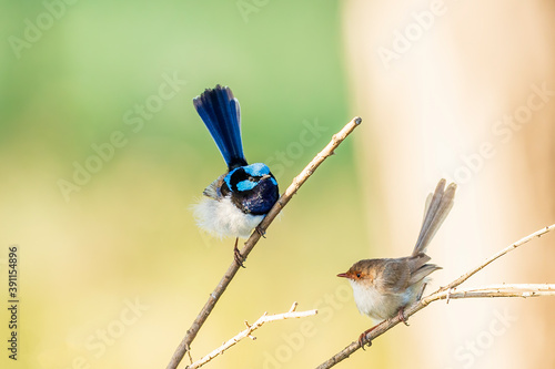 An adult male Superb Fairywren (Malurus cyaneus) in its rich blue and black breeding plumage with a duller coloured female perched on a branch