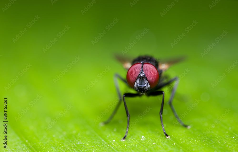 Macro Photo of Black Blowfly on Green Leaf with Copy Space Macro Photo of Black Blowfly on Green Leaf with Copy Space