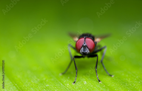 Macro Photo of Black Blowfly on Green Leaf with Copy Space