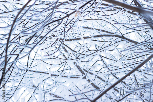 Texture of tree branches in ice. Winter landscape. Frosty weather outside. January frosts.