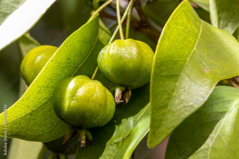 Selective focus of fruit pitanga tree (Eugenia uniflora) in Brazil Selective focus of fruit pitanga tree (Eugenia uniflora) in Brazil