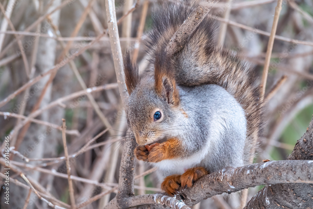 Fototapeta premium The squirrel with nut sits on tree in the winter or late autumn