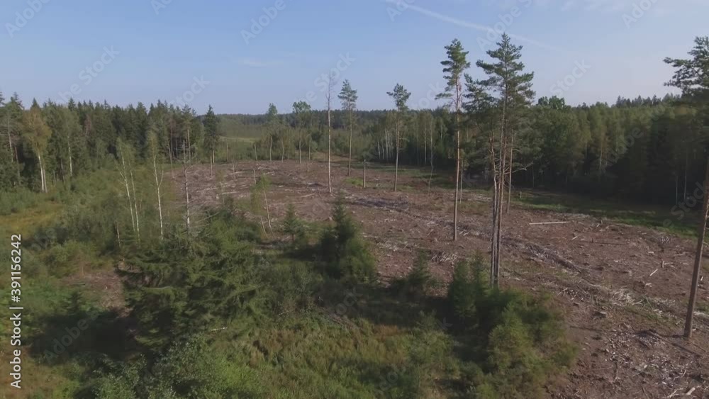 Thinned Area in the Coniferous Pine Forest on a Sunny Summer Day. Aerial Dolly In Footage Thinned Area in the Coniferous Pine Forest on a Sunny Summer Day. Aerial Dolly In Footage