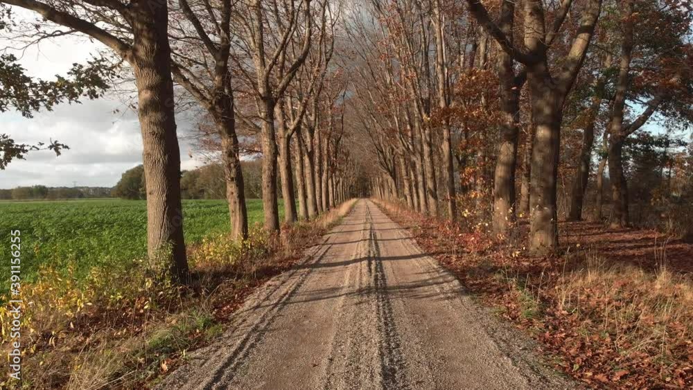 Sandy dirt road through a lane of trees without leafs and agrarian field aside. Aerial forward movement showing the barren branches of a countryroad path lit by a Dutch afternoon low winter sun Sandy dirt road through a lane of trees without leafs and agrarian field aside. Aerial forward movement showing the barren branches of a countryroad path lit by a Dutch afternoon low winter sun