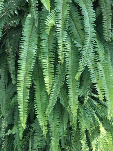 fern leaves