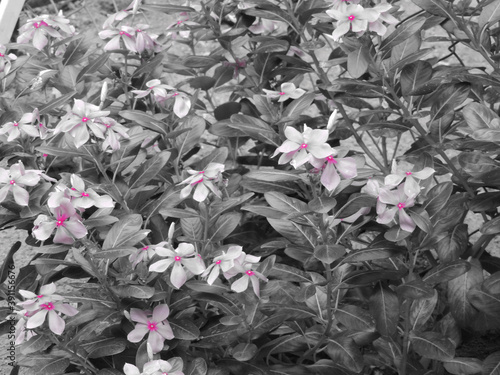 White flowers in the garden