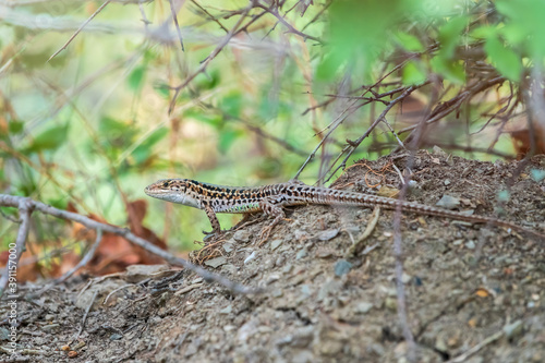 The Balkan wall lizard, lat. Podarcis tauricus, standing on ground with green background, full length.