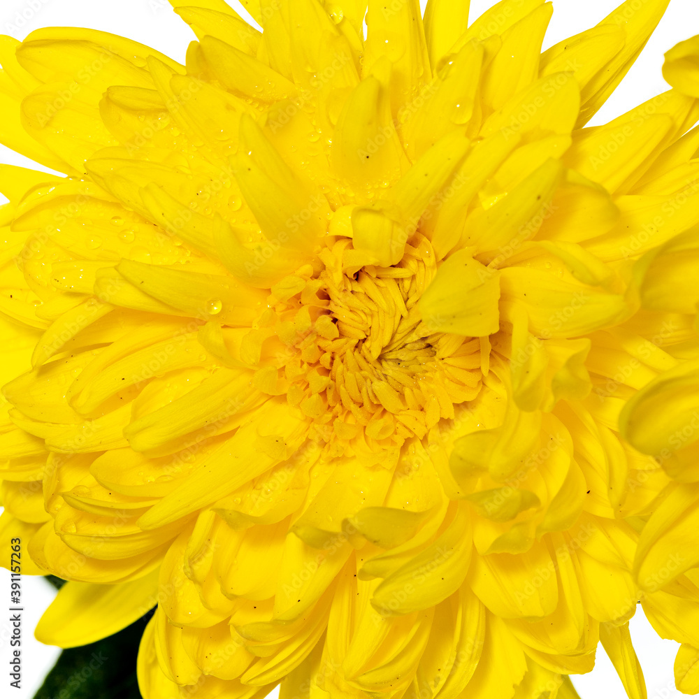 Fototapeta premium Close-up of yellow chrysanthemum flower with infinity white background