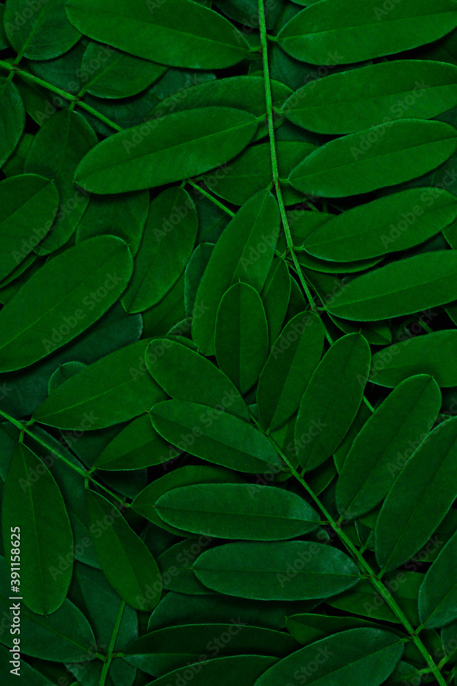 Background with dark green leaves, fresh flat background Background with dark green leaves, fresh flat background