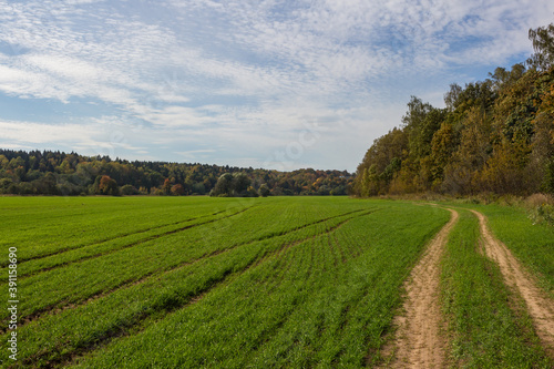 Green agricultural field and dirt road through the field. Summer landscape  © PhotoChur