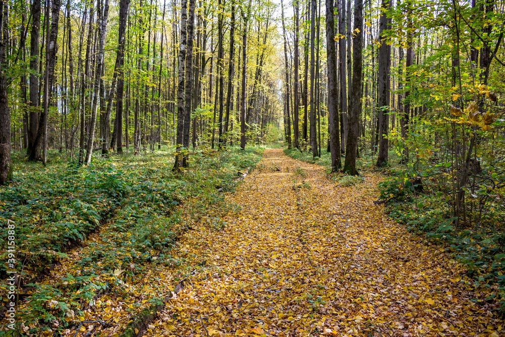 Fototapeta premium Forest road strewn with bright yellow leaves on an autumn day 