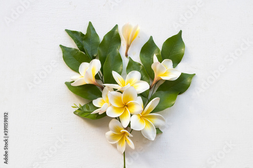 white and yellow frangipani flower local flora of asia arrangement flat lay postcard style on background white