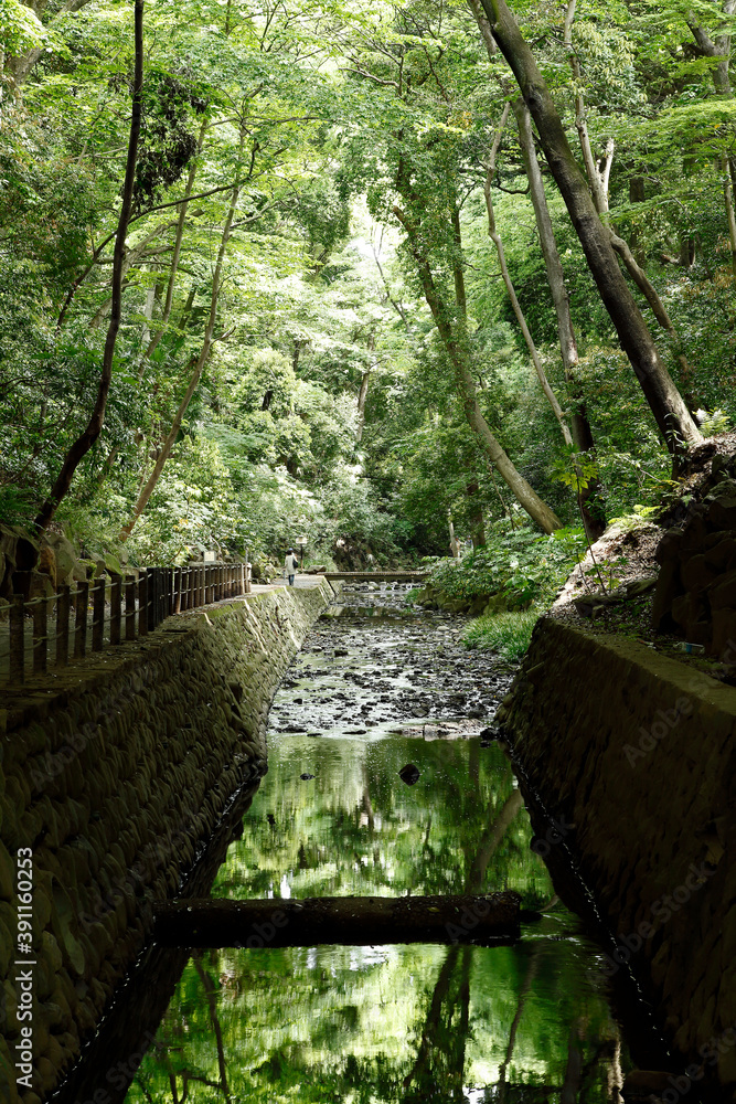 Naklejka premium 等々力渓谷（世田谷区）