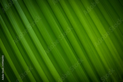 Green verbena line pattern texture