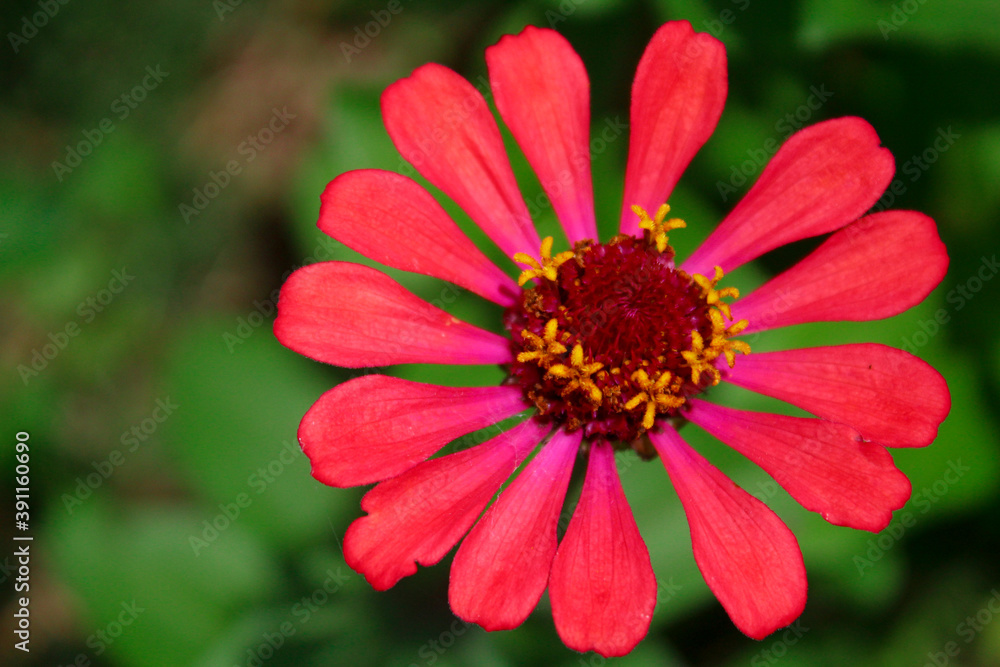 Flor Roja Flor Roja