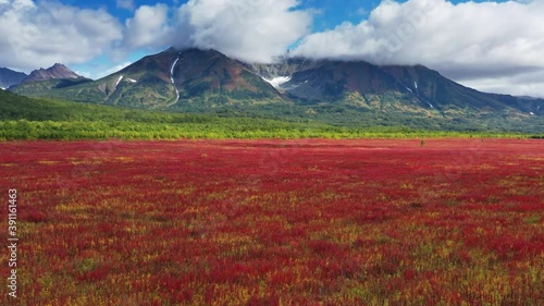 Flying over blooming flowers Ivan tea or Willow-herb near Vachkazhets volcano on Kamchatka peninsula, 4k