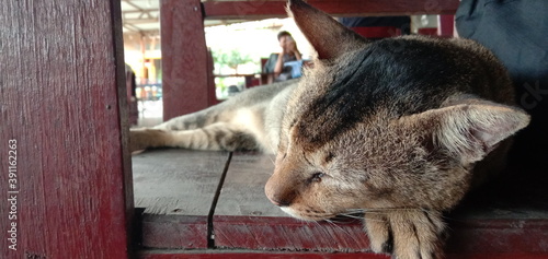 The cat taking a nap