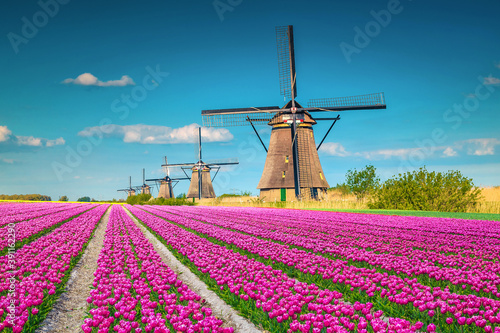 Colorful pink tulip fields and traditional old windmills, Kinderdijk, Netherlands