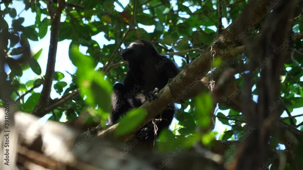 Cinematic shot of a wild Howler Monkey resting on top of a tropical tree in Central America Cinematic shot of a wild Howler Monkey resting on top of a tropical tree in Central America
