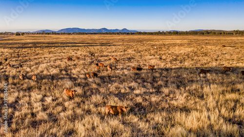 Aerial view of cattle in Mount Morgan
