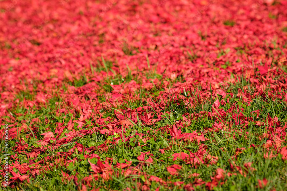 Red maple leaves on green meadow