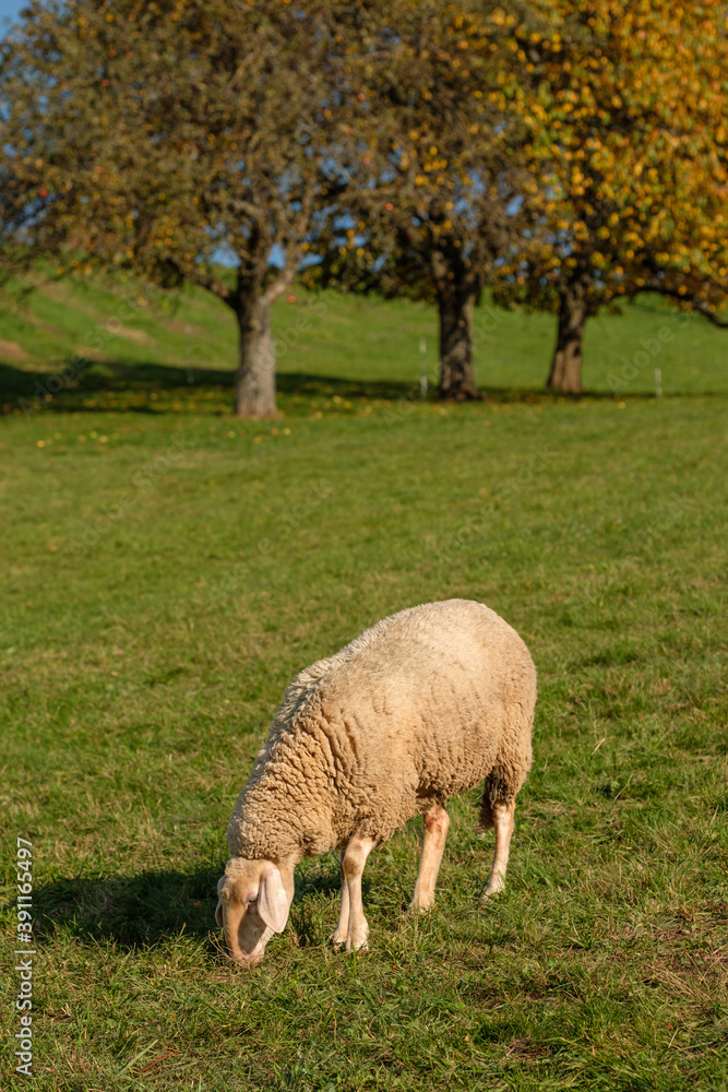 Single sheep on green meadow with fruit trees Single sheep on green meadow with fruit trees