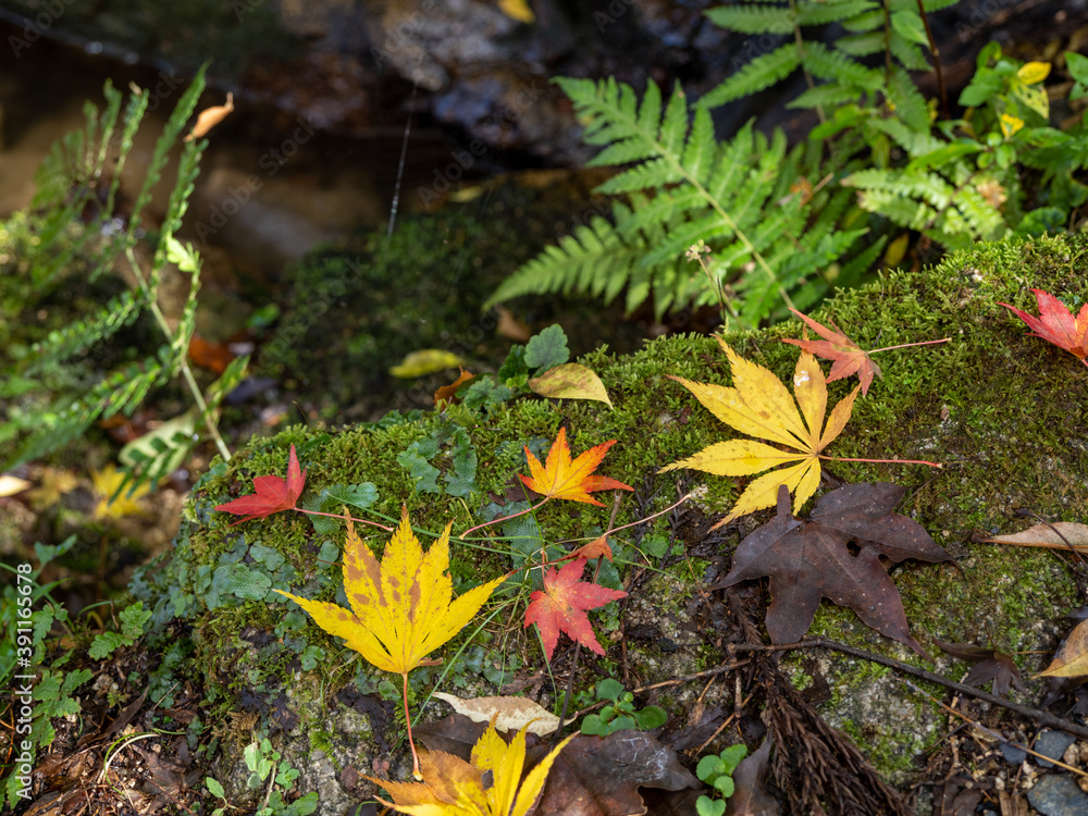 苔と紅葉 苔と紅葉