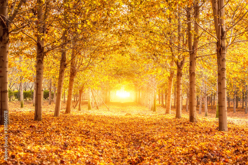 Fototapeta Naklejka Na Ścianę i Meble -  Collection of Beautiful Colorful Autumn Leaves / green, yellow, orange, red