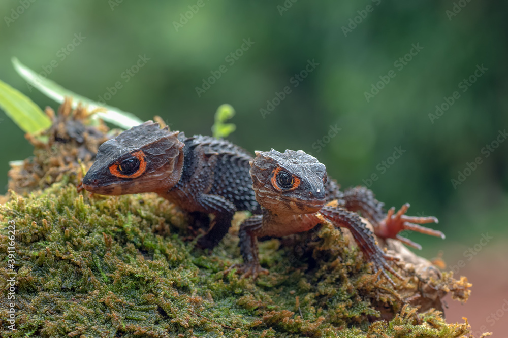 Fototapeta premium Crocodile skink lizard on their enviroment