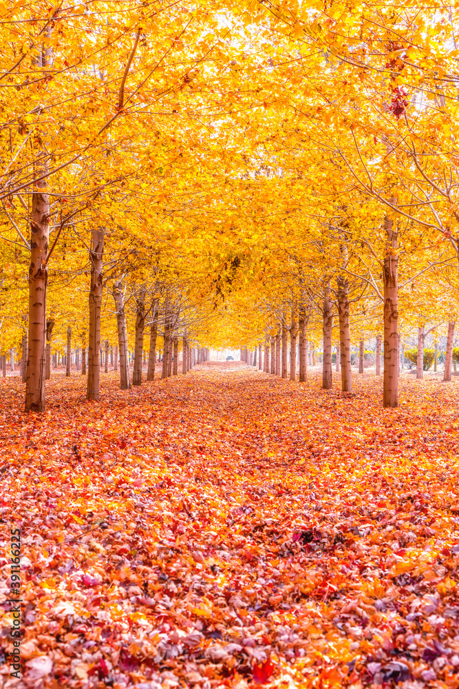 Collection of Beautiful Colorful Autumn Leaves / green, yellow, orange, red Collection of Beautiful Colorful Autumn Leaves / green, yellow, orange, red
