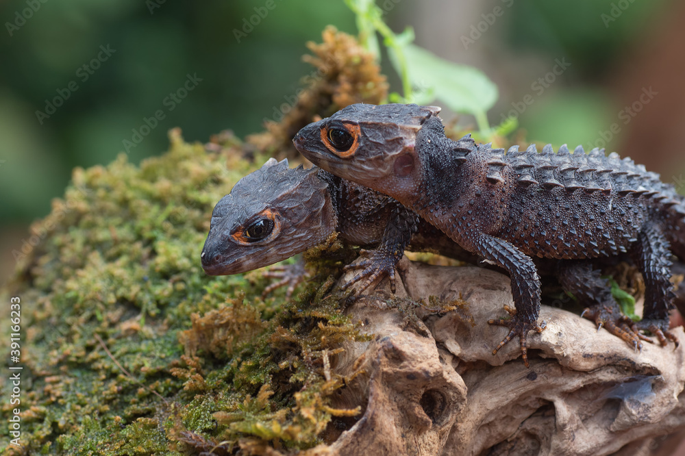 Crocodile skink lizard on their enviroment Crocodile skink lizard on their enviroment