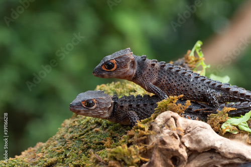 Crocodile skink lizard on their enviroment