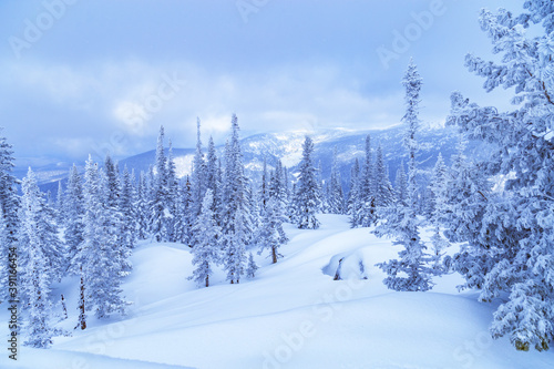 Winter coniferous forest on top of Mount Utua. Snow falling, blue sky and white snowfall. Nature View in Sheregesh