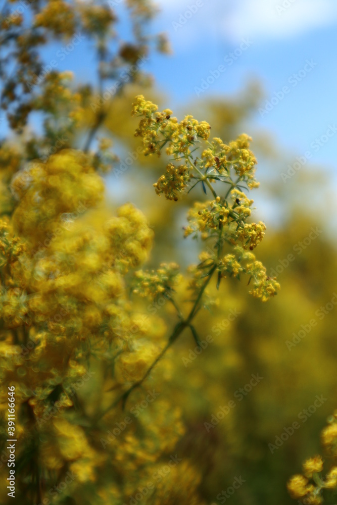 yellow maple leaves