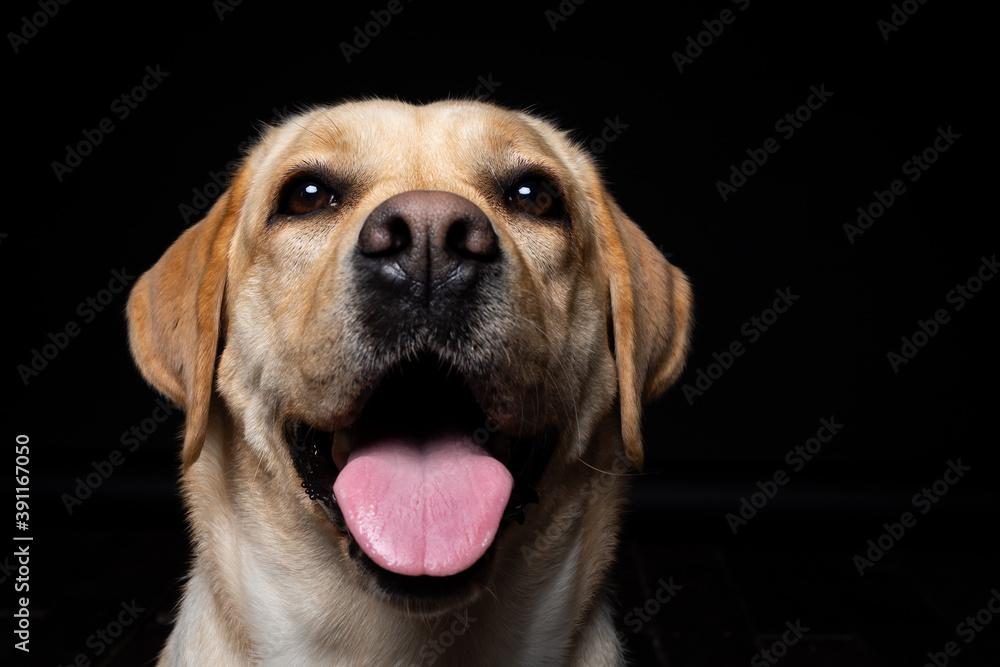 Portrait of a Labrador Retriever dog on an isolated black background. Portrait of a Labrador Retriever dog on an isolated black background.