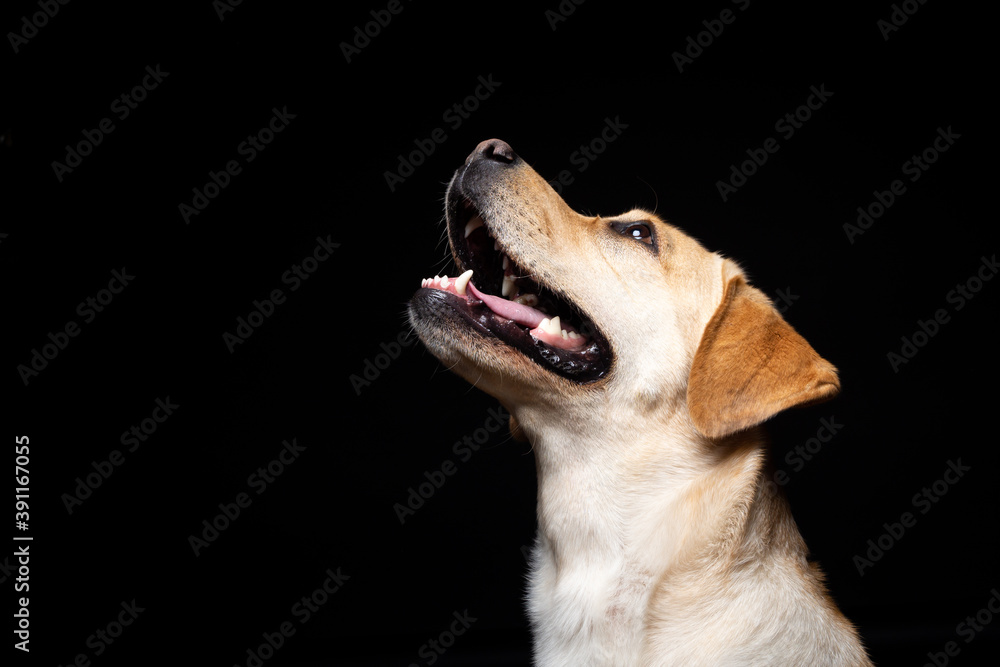 Portrait of a Labrador Retriever dog on an isolated black background. Portrait of a Labrador Retriever dog on an isolated black background.