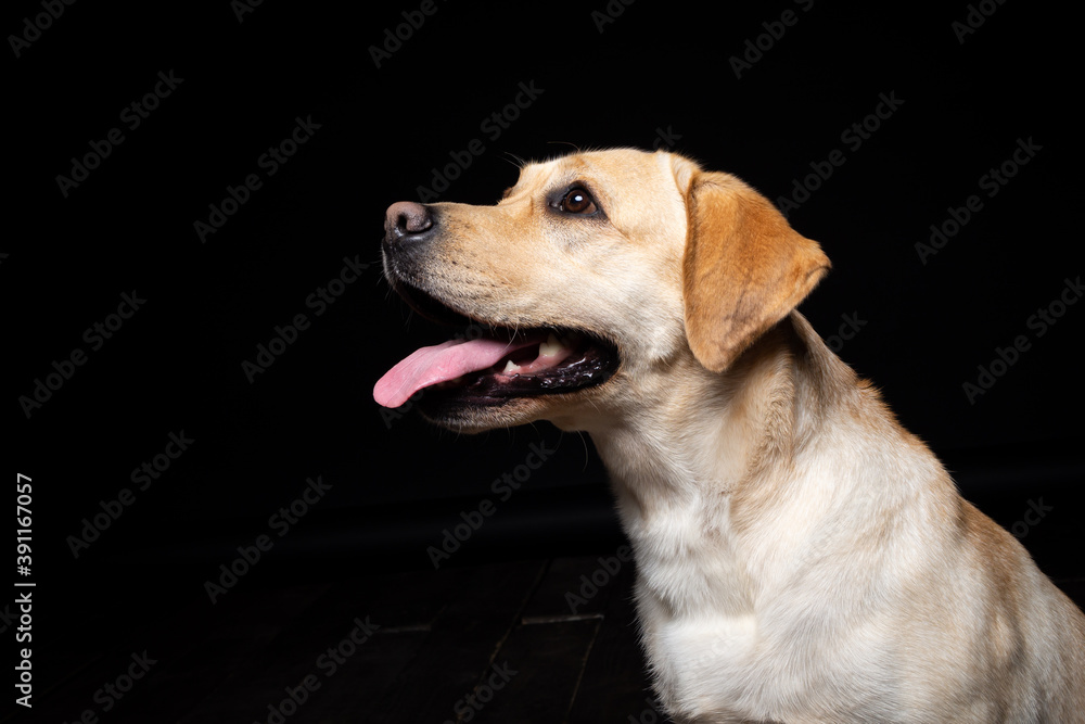 Portrait of a Labrador Retriever dog on an isolated black background.