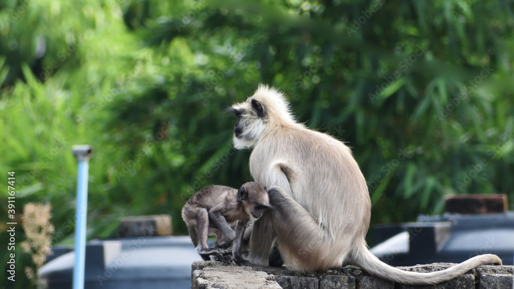 Obraz premium Mother Gray Langur also known as Hanuman Langur with her baby.