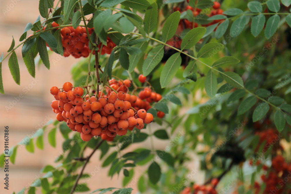 rowan rowan