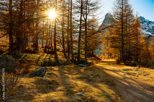 Photos An autumn morning with the sun rising behind trees in autumn colours