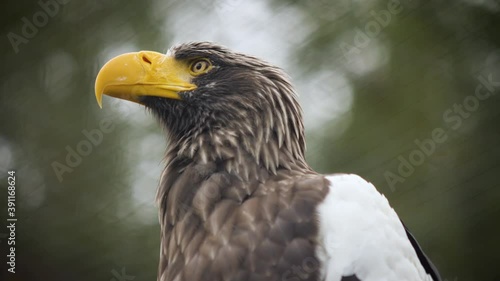 Beautiful Steller's Sea Eagle portrait