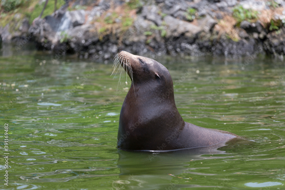 Obraz premium うっとりするカリフォルニアアシカ