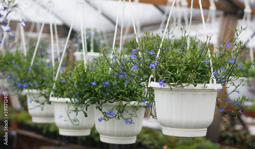 Lobelia flowers in hanging planters