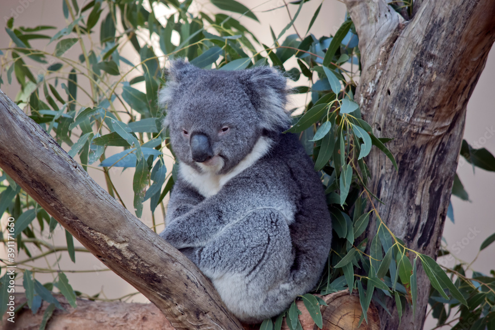 Fototapeta premium the koala is sitting in the fork of a tree